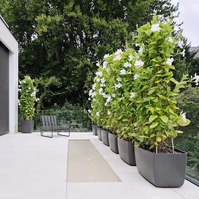 Anthrazitfarbene Swisspearl Osaka Pflanzgefäße mit blühenden Sträuchern auf dem Balkon.